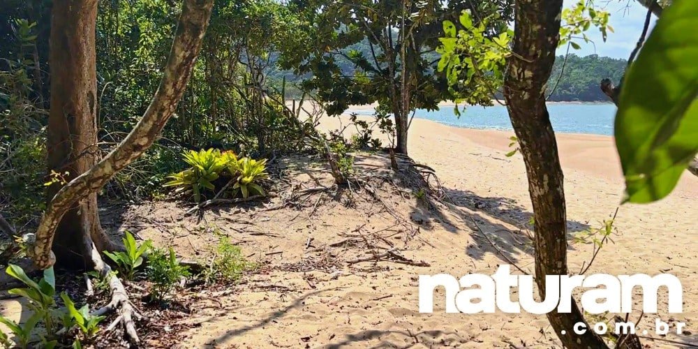 Praia da Lagoa Ubatuba - Naturam